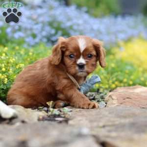Mr. Bentley, Cavalier King Charles Spaniel Puppy